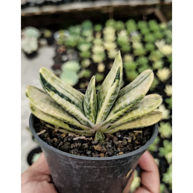 gasteria bicolor varigata