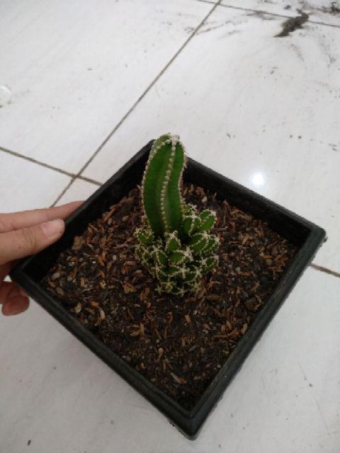 Kaktus Dan Sekulen ( Minimal 30 Packs )