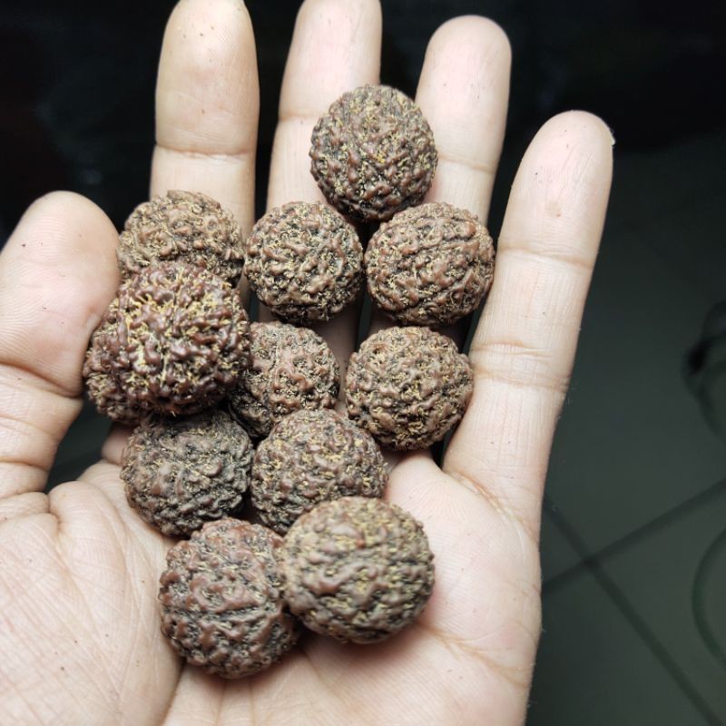 jenitri rudraksha mukhi 7 sedang