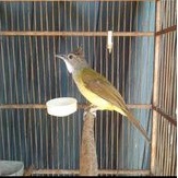 cucak jenggot jawa rawatan bunyi