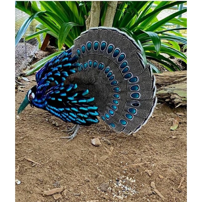 

telur ayam hias palawan pheasant