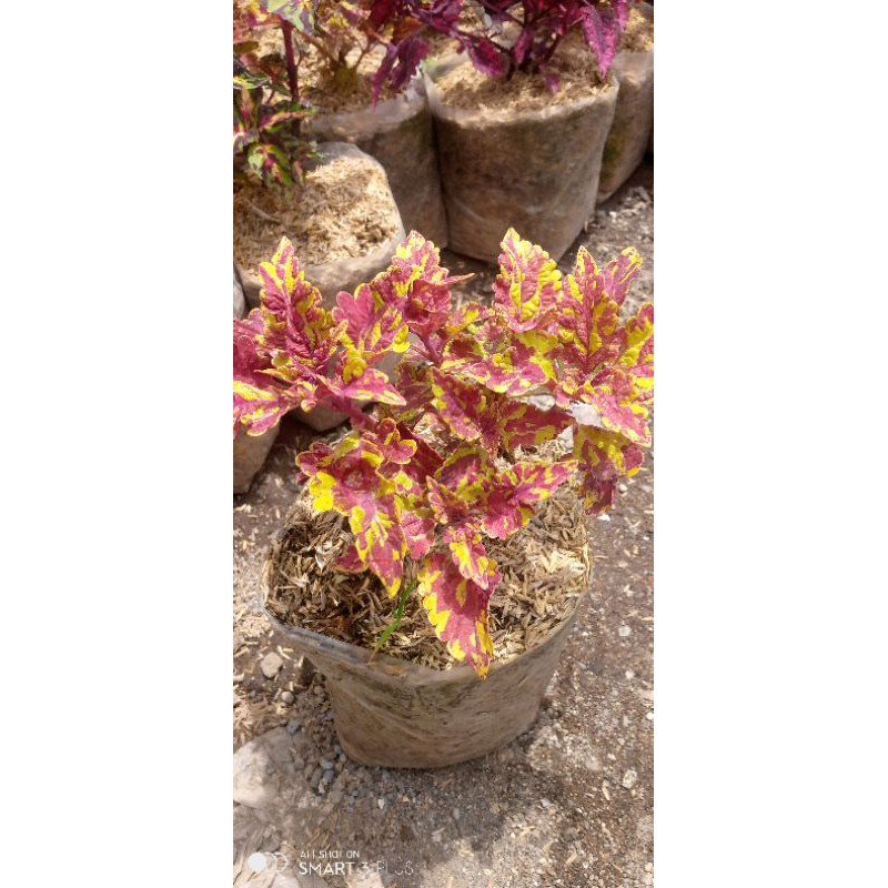 tanaman miana tentara/coleus/iler