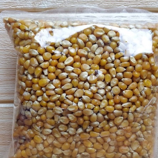 

TERBARU Jagung Popcorn King Pop 1 kg