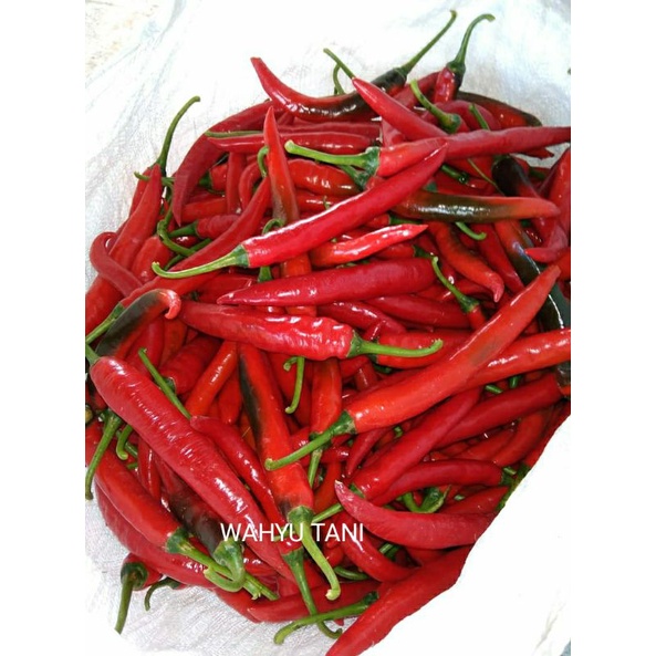 

CABE MERAH BESAR / CABE TEROPONG / CABE MERAH BESAR 500 GRAM DARI PETANI LANGSUNG