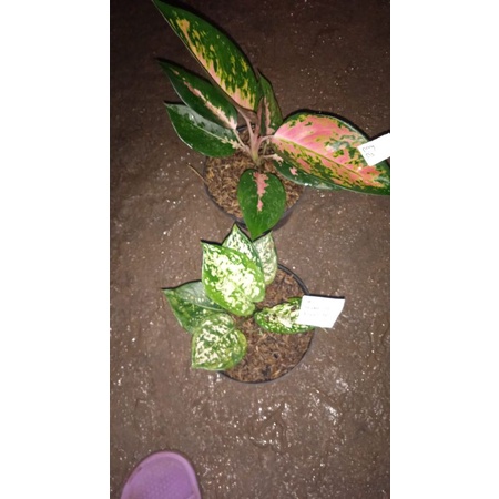 paket 2 aglonema kocin/dut white