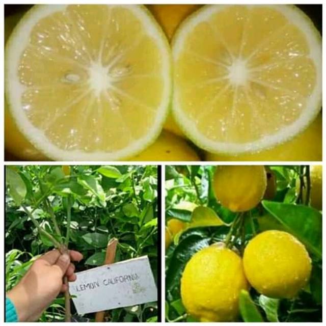 Bibit jeruk lemon california