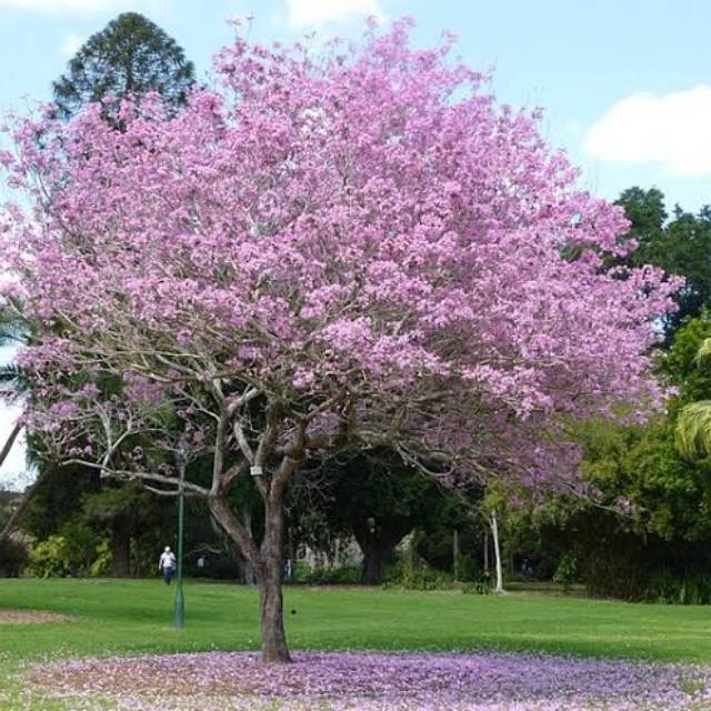 Tanaman tabebuia rosea - pohon tabebuya
