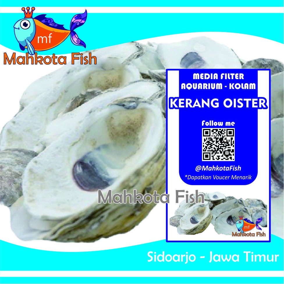 Kerang Oister (500 gr) | Cangkang Kulit | Kulit Tiram | Media Filter Aquarium Aquascape | Media Filter Kolam