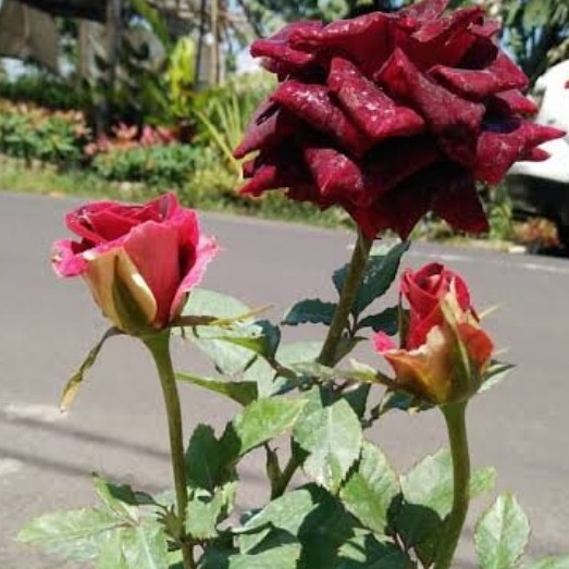 tanaman hias - bunga Mawar Abra Hitam (Merah Maroon)