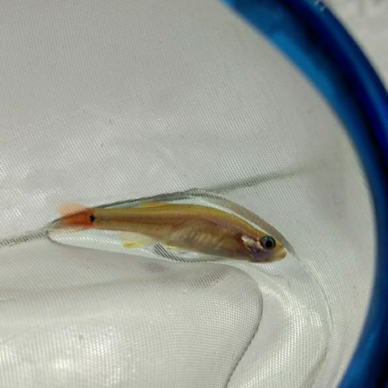 

ikan hias zebra hongkong could golden