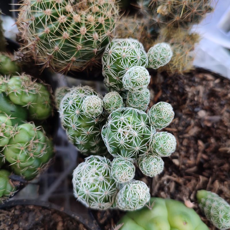 Kaktus Klepon Ownroot Mammillaria gracilis /Mammillaria klepon