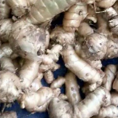 

TEMU PUTIH SEGAR 750Gram CURCUMA ZEDOARIA FRESH KUNYIt KUNIR PUTIH TERMURAh segar