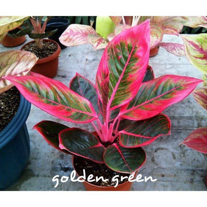 bibit aglonema kanza