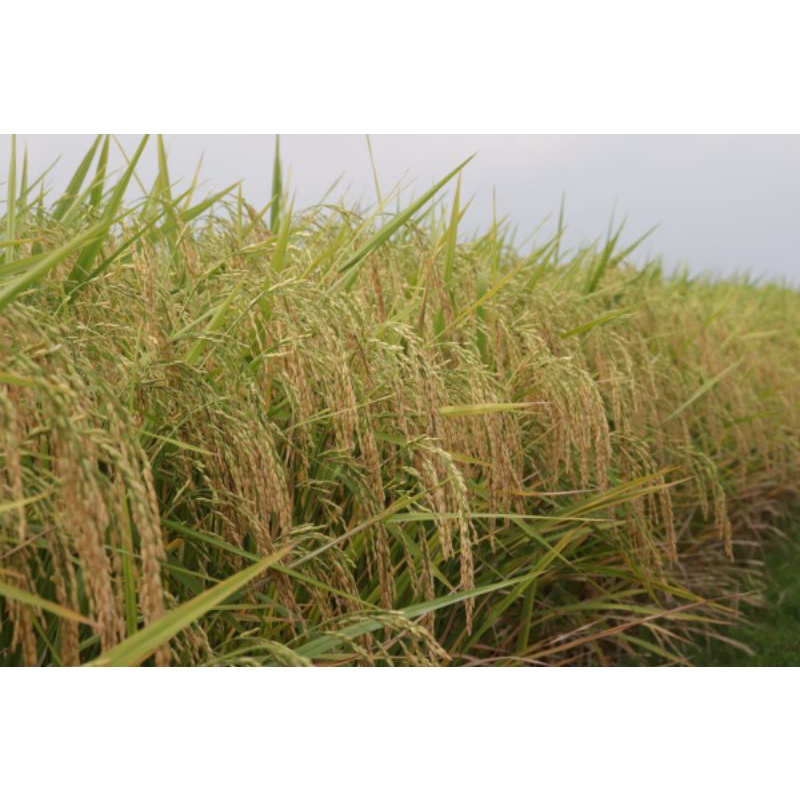 Benih Padi Sigupai Ua 12 Super Pulen 5kg