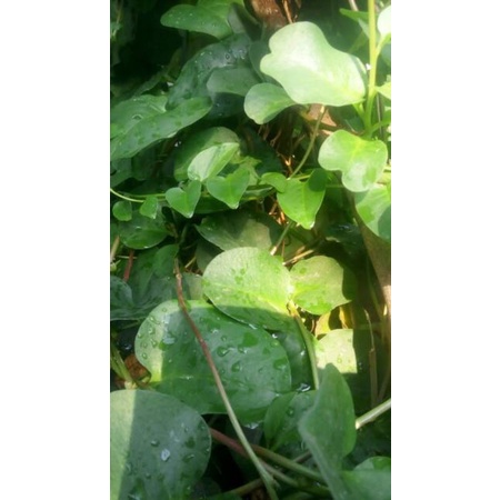 

Daun Binahong Hijau Segar Fresh Obat Herbal Alami 500Gram Murah