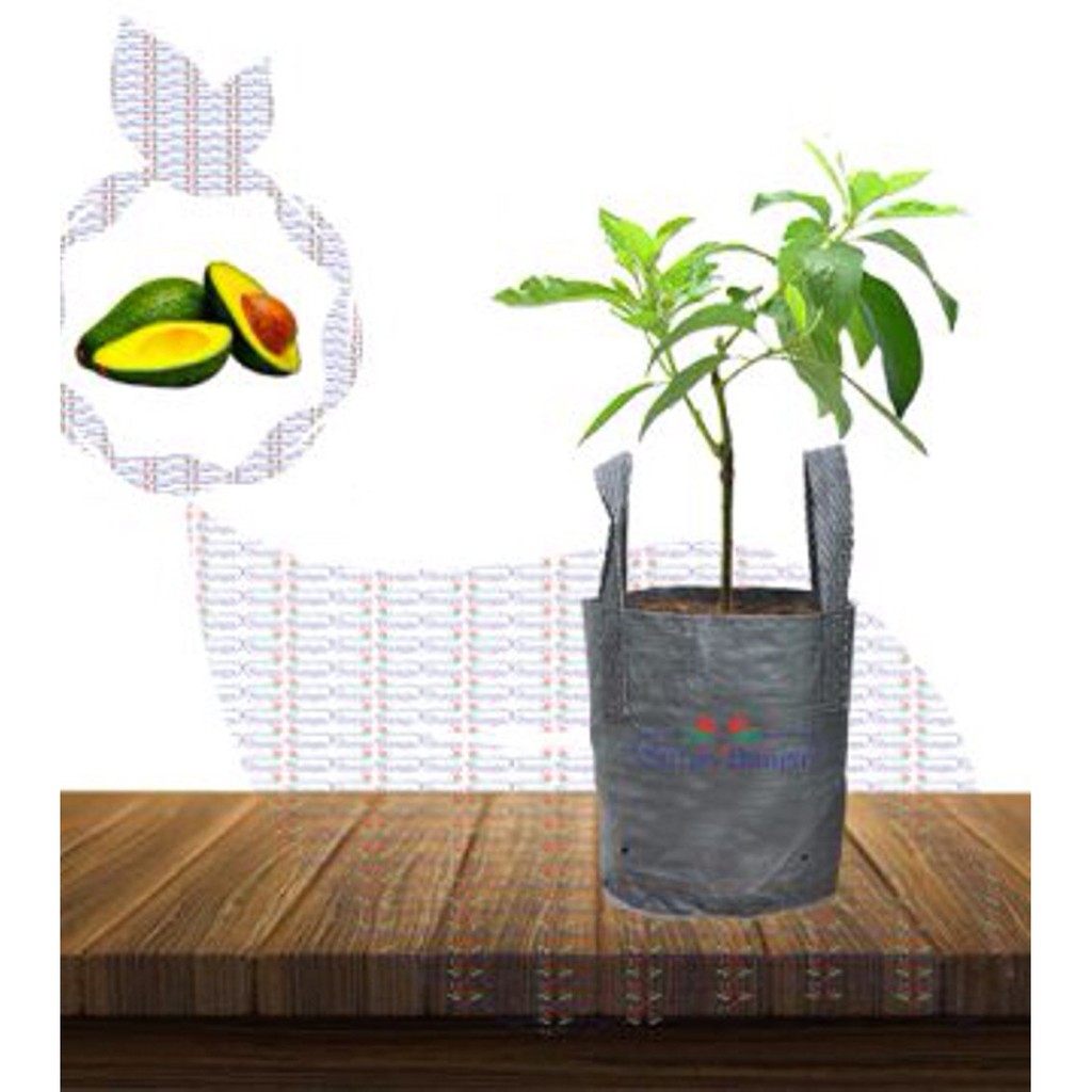 alpukat miki bibit tanaman hias buah tambulampot