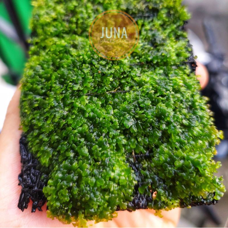 MOSS RICARDIA 10x5 FULL CLUMP (MURAH) AQUASCAPE FULL AIR 100%