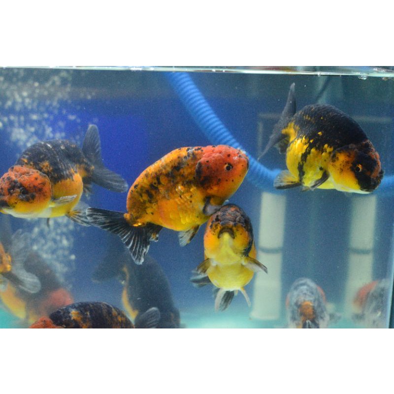 ikan mas koki ranchu tiger,kirin,pw gen jumbo