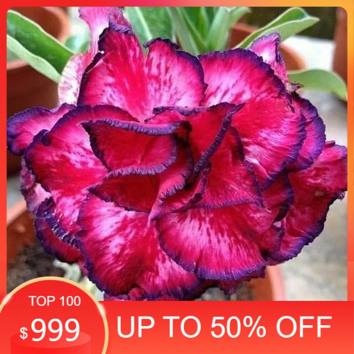 kamboja adenium bunga tumpuk merah