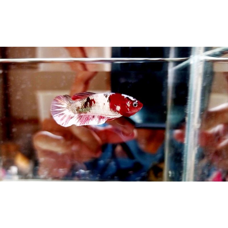 FEMALE RED KOI COOPER LUXURY ROSE GOLD