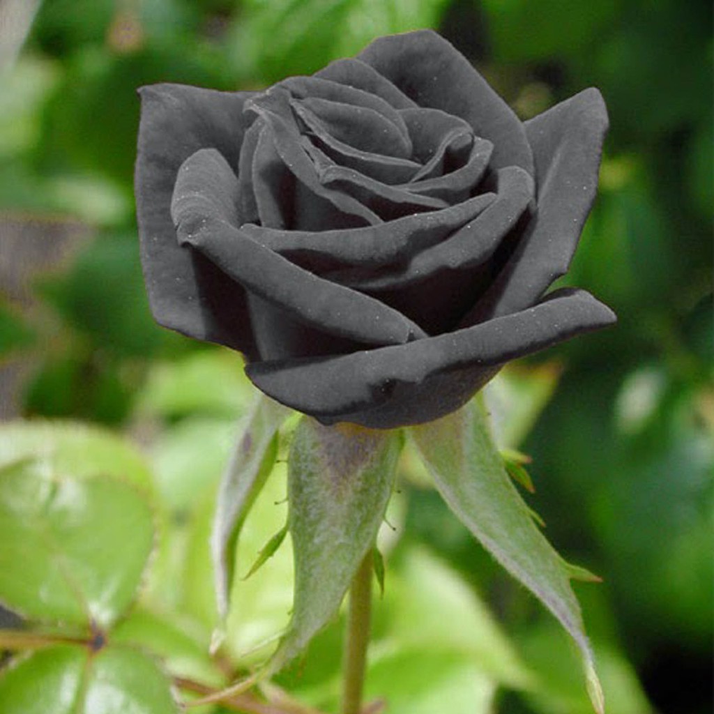 Biji Bunga Mawar Black Rose Import - Bibit Tanaman Pohon Bunga Mawar Black - Bunga Mawar Hitam - COD