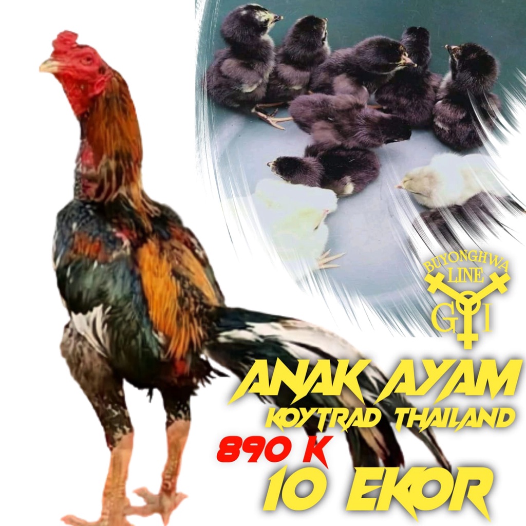 buyonghwa line anakan ayam ganoi mix pakhoytrad usia 1 minggu 10 ekor