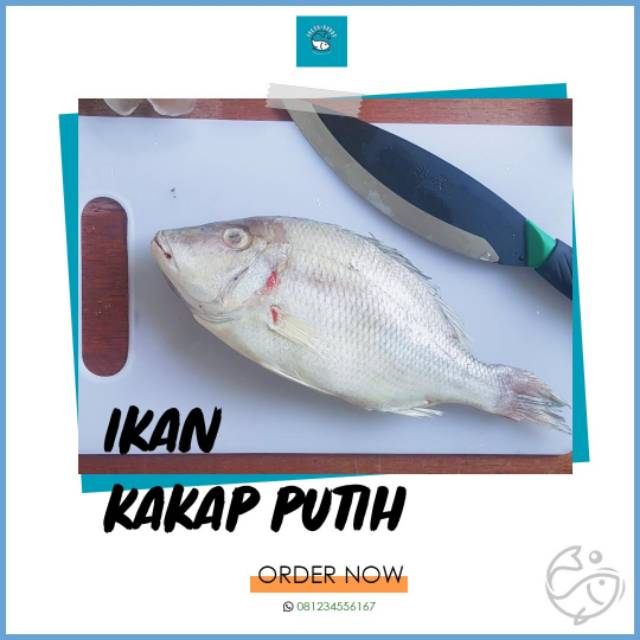 

Ikan kakap putih segar