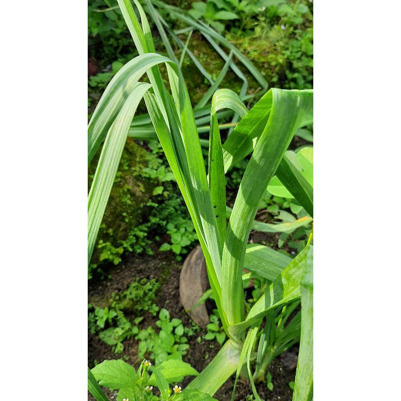 

Daun Bawang Prei - Daun Lebar (500gr)