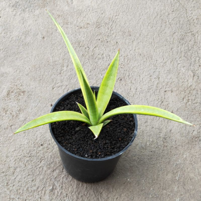 sansevieria gracilis hybrid varigata