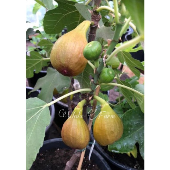 bibit buah tin langka jenis PALAU manis
