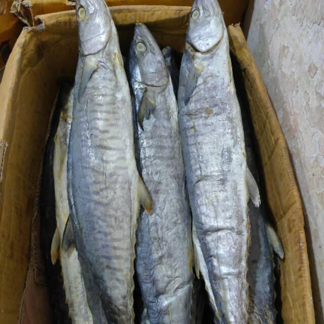 

Ikan Tenggiri super