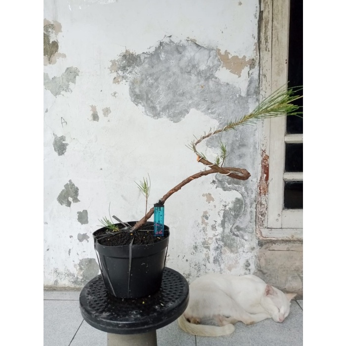 BONSAI CEMARA UDANG SMALL BATANG MELIUK BAGUS