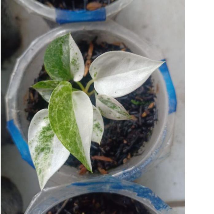 Memuaskan.. Anturium hookeri pink/ hokery pink varigata .,..,.,,,,.,