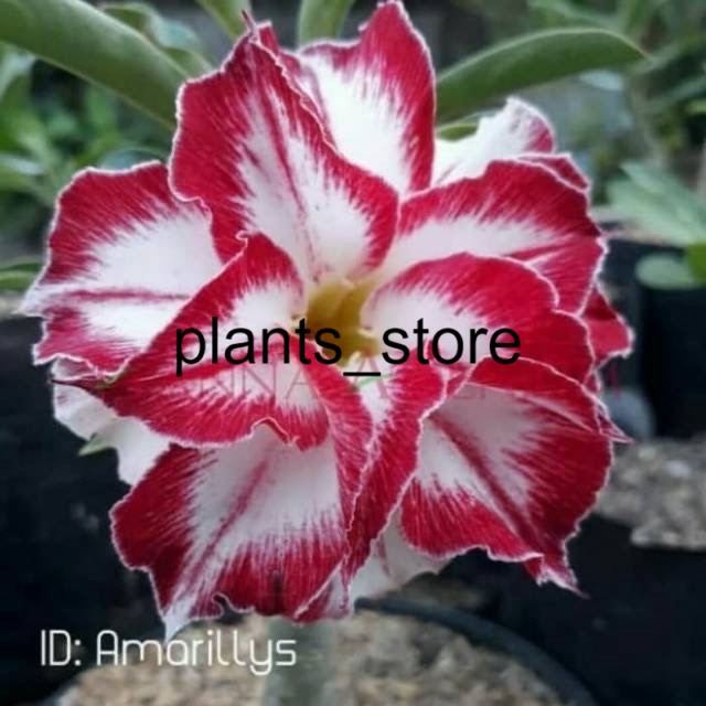 

Bibit bunga kamboja Adenium Amarillys plants_store