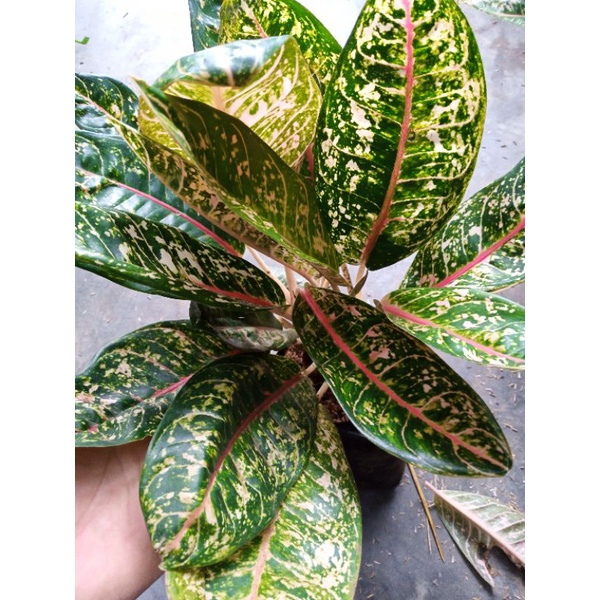 Bunga Aglonema Donakarmen Segar Rimbun Murah Aglo Donacarmen