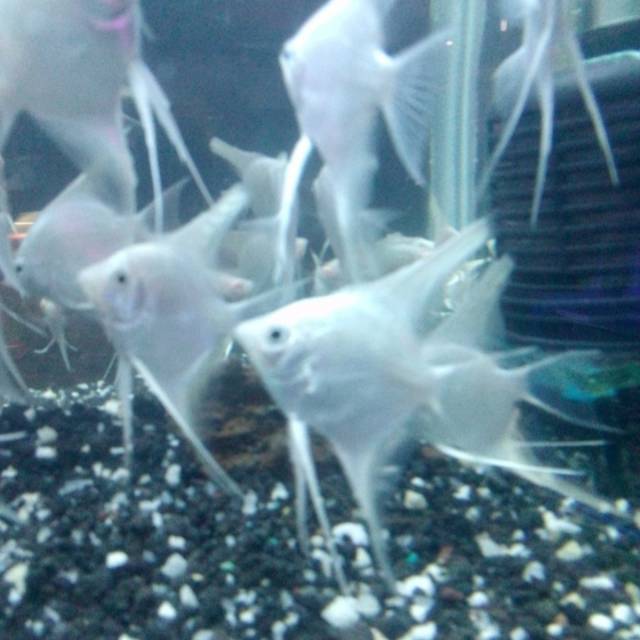 Ikan manfish platinum