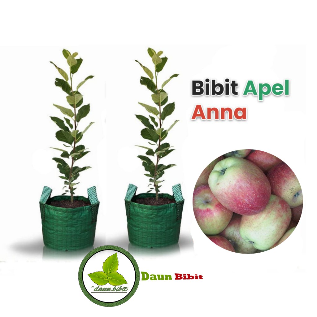 Bibit Apel Anna Malang | Apel untuk Juice | Jus-3