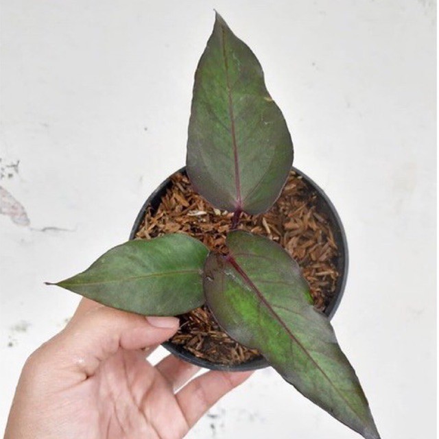 Tanaman hias anthurium black beauty - bibit anthurium black beauty