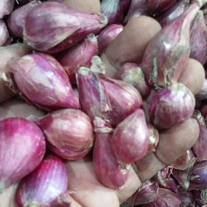 BAWANG MERAH BREBES UKURAN SEDANG 1 KG