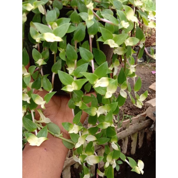 TANAMAN HIAS AIR MATA JANDA.