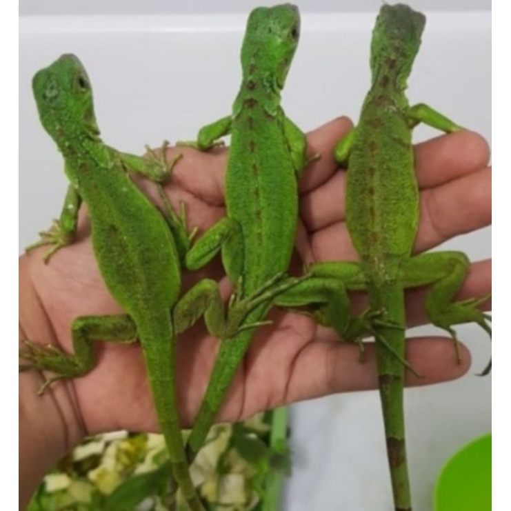 green iguana Grade A  usia 2 bulanan kondisi semua mulus gak ada yang minus.