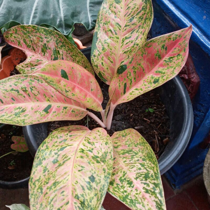 AGLONEMA LULAIWAN - AGLONEMA BIGROY - AGLONEMA PINK BERCAK HIJAU