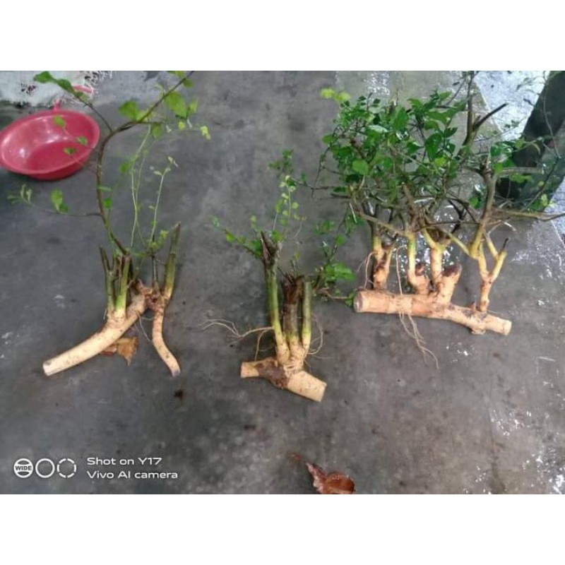 bahan bonsai serut kecil dongkelan berkarakter istimewa