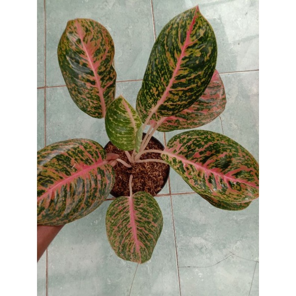 aglonema big papa dewasa rimbun murah