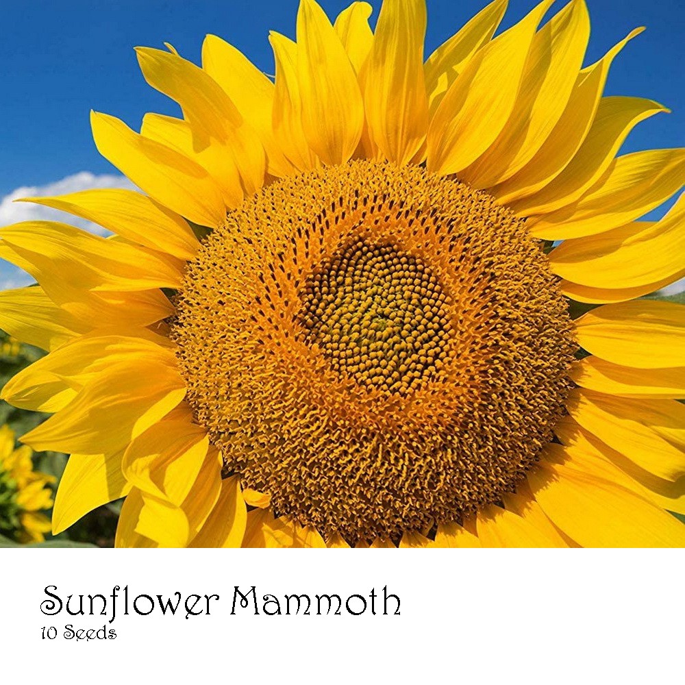 PlantaSeed - 10 Seeds - Sunflower Mammoth Biji Bunga Matahari Bunga Besar Jumbo Biji Bunga Tanaman Hias Flower Seed Murah Termurah - PAS0246