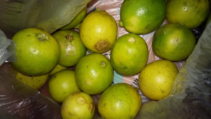 Jeruk Lemon Lokal 1kg