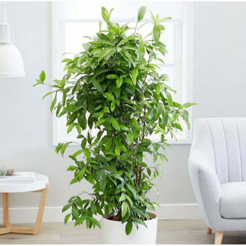 Tanaman hias bambu jepang / dracena