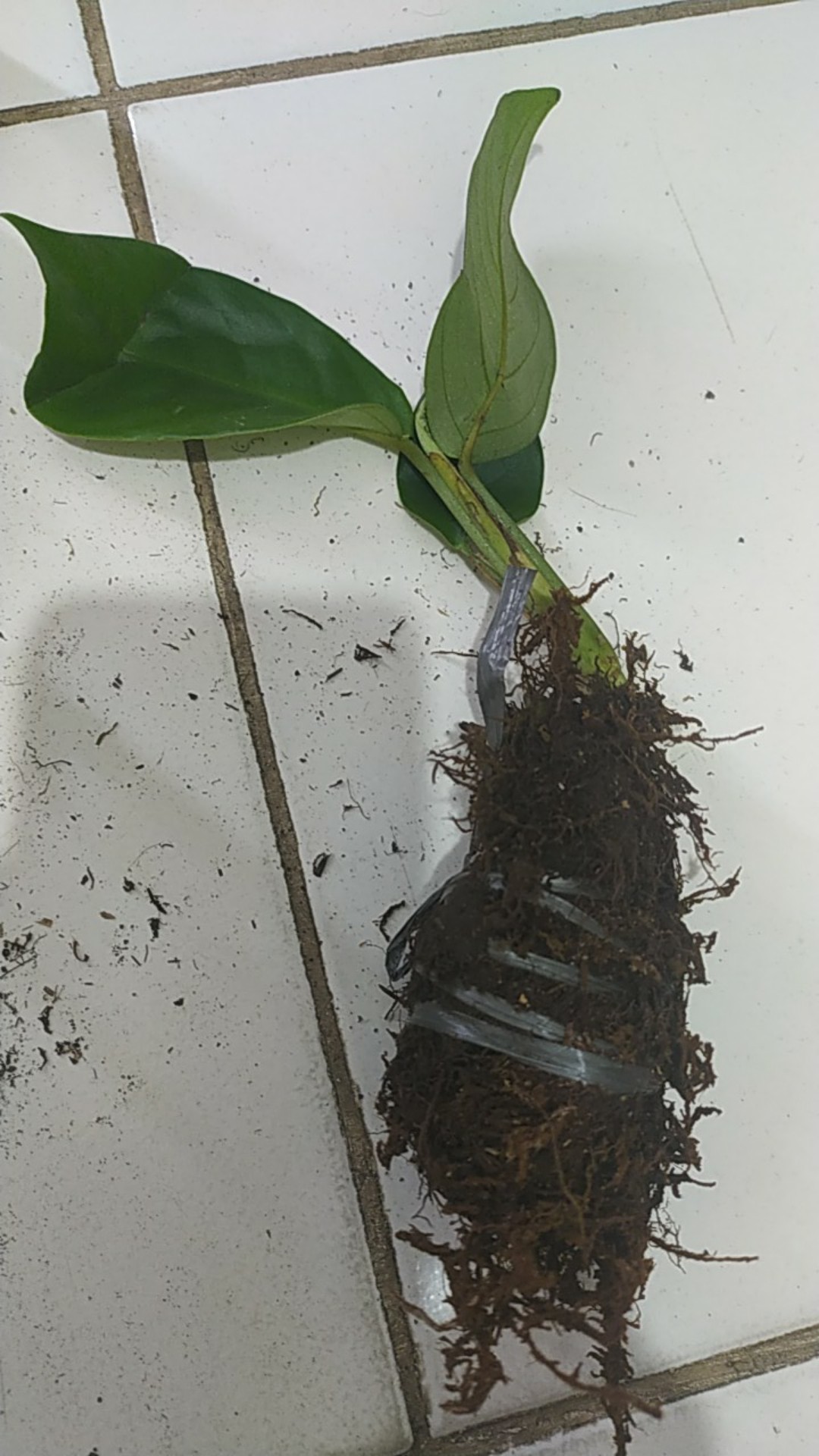 Bonggol Monstera Borsigiana
