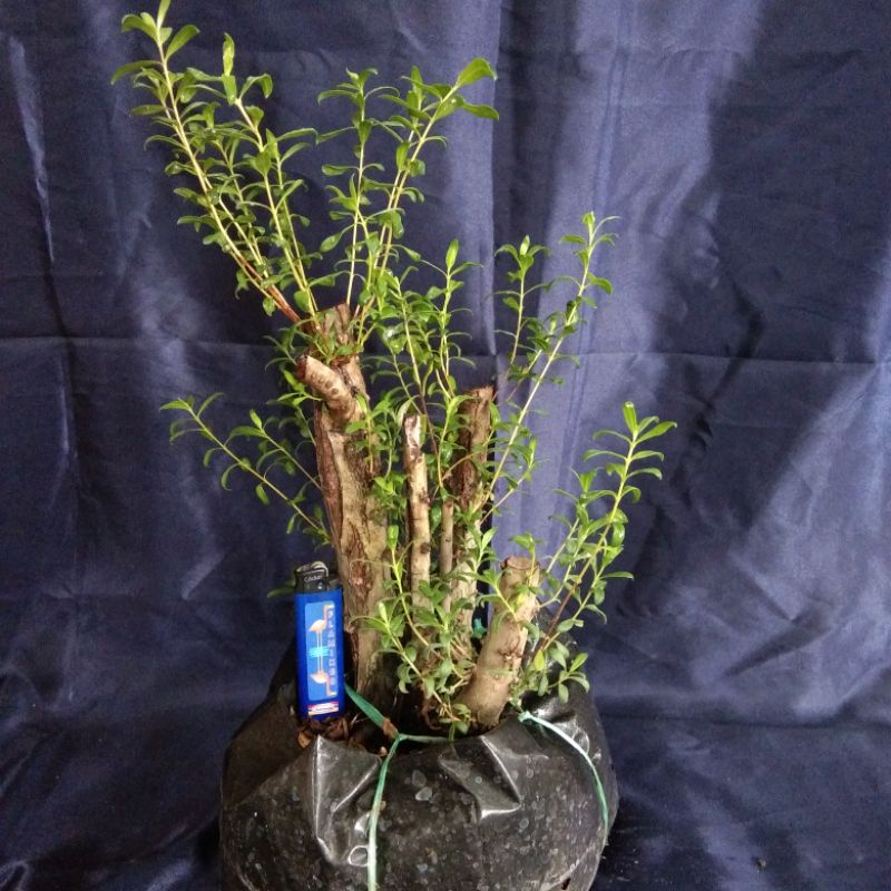 BAHAN BONSAI SANTIGI KARANG SUPER