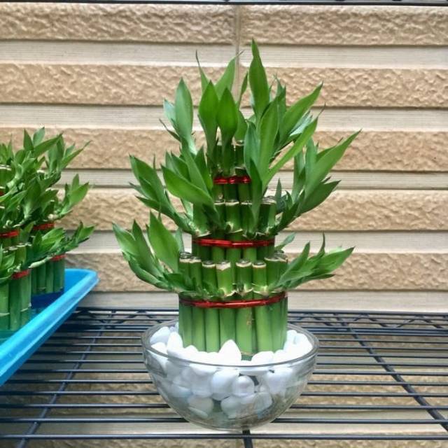 lucky bamboo  bambu  hoki sri  rejeki  Shopee Indonesia